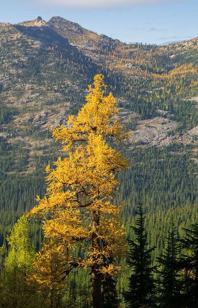 Wild, Jamie and Judy 아티스트의 Washington State-North Cascades-Golden larch tree작품입니다.